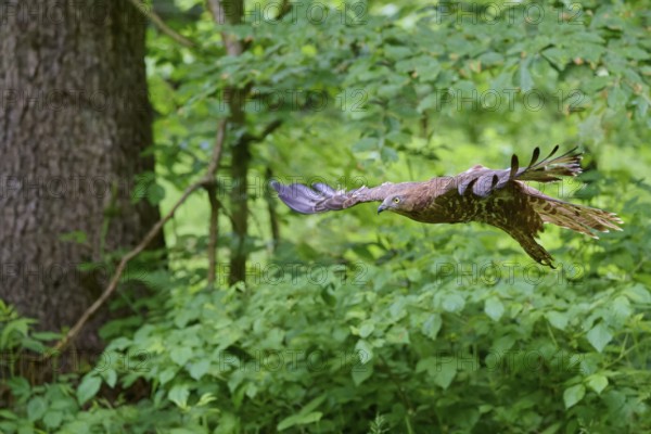 European honey buzzard (Pernis apivorus) in flight, Bavaria, Germany, Europe