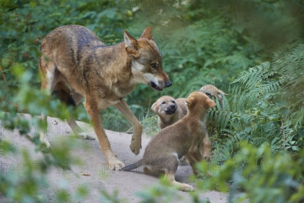 Gray wolf (Canis lupus), in a green forest, caring for its curious pups, summer, Germany, Europe