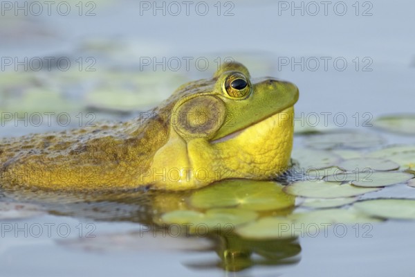 Bullfrog, Lithobates catesbeianus. A male bullfrog floating on a lake and calling when another male bullfrog gets too close to his territory. La Mauricie national park. Province of Quebec