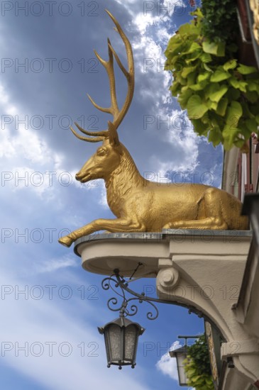 Gold-coloured stag, figure at the Goldener Deer inn, Weinmarkt 6, Dinkelsbühl, Bavaria, Germany, Europe