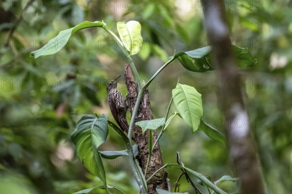 Tear tree climber (Xiphorhynchus lachrymosus) sitting on a tree, in the rainforest, Corcovado National Park, Osa, Puntarena Province, Costa Rica, Central America