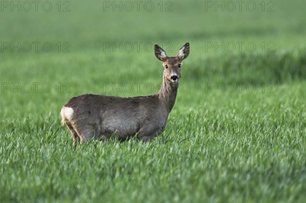 Roe deer (Capreolus capreolus), goat standing in a field, Lake Neusiedl National Park, Seewinkel, Burgenland, Austria, Europe