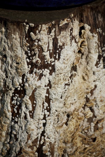 Mushroom webbing on tree stump, botany