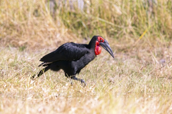 Southern ground hornbill (Bucorvus leadbeateri) Botswana, Botswana, Africa