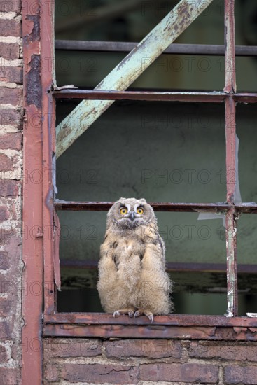 Eurasian eagle-owl (Bubo bubo), fledged young bird, in an old window frame, industrial building, Ewald colliery, Herten, Ruhr area, North Rhine-Westphalia, Germany, Europe