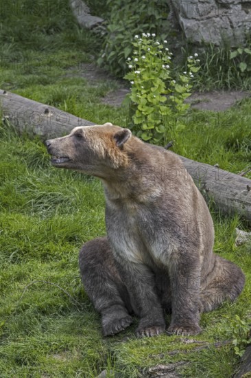 Captive bred Polar bear, brown bear hybrid also called grolar bear, pizzly bear, nanulak at Osnabrück Zoo, Germany, Europe