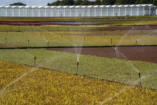 Horticultural business, irrigation with a sprinkler system, outdoors, plants grow here to be sold in flower shops, supermarkets, DIY stores, garden centres, North Rhine-Westphalia, Germany, Europe