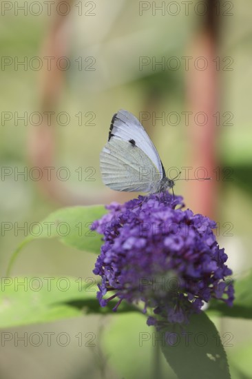 Small white (Pieris rapae), sucking nectar from a loosestrife (Lythrum salicaria) flower, Wilnsdorf, North Rhine-Westphalia, Germany, Europe