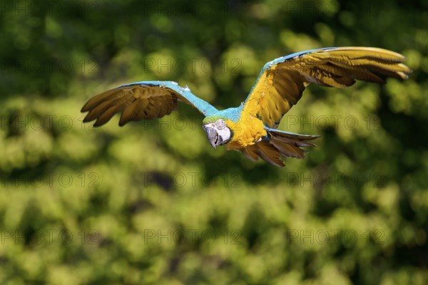 Blue and yellow macaw (Ara ararauna) in flight, captive, Lower Saxony, Germany, Europe