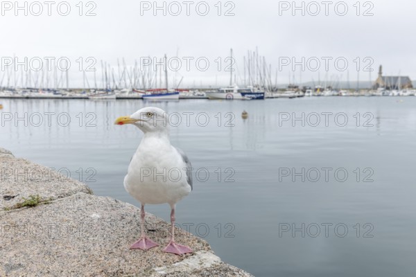 Portrait of a siskin (Larus argentatus) in a harbour of the Atlantic Ocean. Camaret, Crozon, Finistere, Brittany, France, Europe