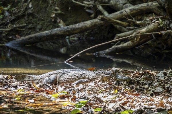 Spectacled caiman (Caiman crocodilus) lying by the water in the foliage, in the rainforest, Corcovado National Park, Osa, Puntarena Province, Costa Rica, Central America