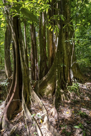 Roots of a strangler fig (Ficus americana), in the tropical rainforest, Corcovado National Park, Osa, Puntarena Province, Costa Rica, Central America