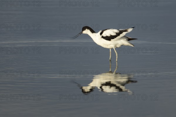 Pied Avocet (Recurvirostra avosetta) adult bird calling in shallow water of a lagoon, Norfolk, England, United Kingdom, Europe