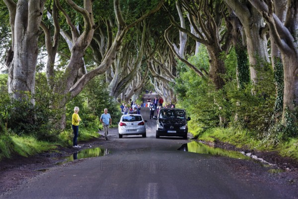 Tourist group, crowd, walker, car traffic, famous beech avenue, The Dark Hedges, tunnel avenue, Ballymoney, County Antrim, Northern Ireland, Great Britain