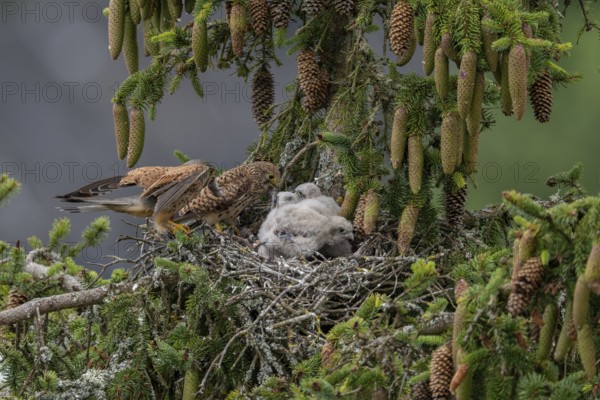 Common kestrel (Falco tinnunculus), female and male adult birds simultaneously bringing mice to the nest of the young birds that are not yet able to fly, Rhineland-Palatinate, Germany, Europe