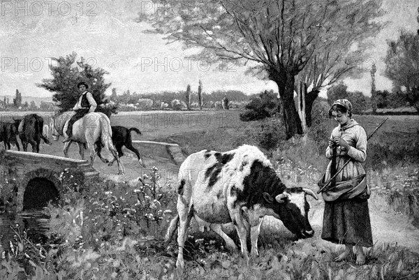 Farmer's wife tending a cow in the pasture while knitting, Germany, 1890, Historical, digital reproduction of an original 19th century artwork, Europe