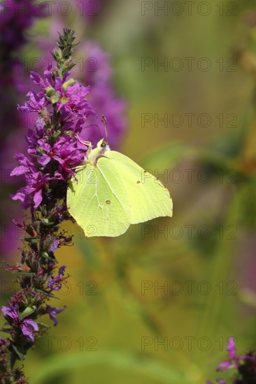 Brimstone (Gonepteryx rhamni) feeding on a flower of purple loosestrife (Lythrum salicaria), Wilnsdorf, North Rhine-Westphalia, Germany, Europe