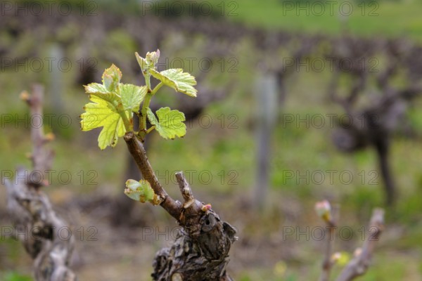 Vine leaf, wine, vineyard, vines, Kleine Zalze Wine Estate, Stellenbosch, Western Cape, South Africa, Africa