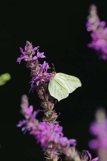 Brimstone (Gonepteryx rhamni) feeding on a flower of purple loosestrife (Lythrum salicaria), black background, Wilden, North Rhine-Westphalia, Germany, Europe