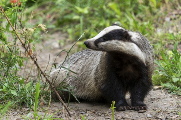 A badger sits on a path in a green forest landscape with dense vegetation, european badger (Meles meles), Germany, Europe