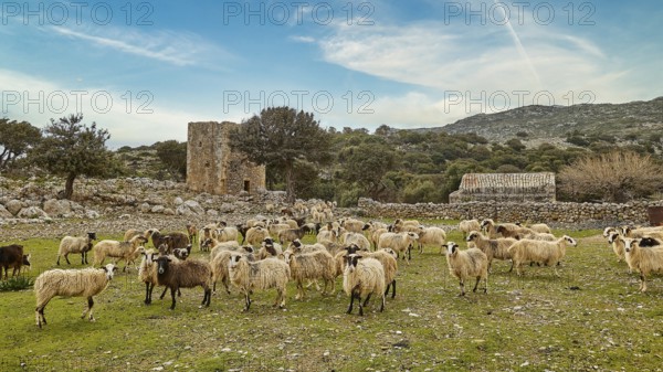 Flock of sheep grazing in a meadow, with ruin and blue sky in the background, sheep (e) or goat (n), ovis, caprae, sky exchanged, Crete, Greek Islands, Greece, Europe