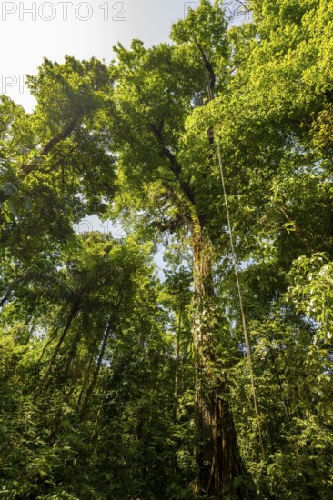 Tall trees in dense vegetation in the tropical rainforest, Corcovado National Park, Osa, Puntarena Province, Costa Rica, Central America