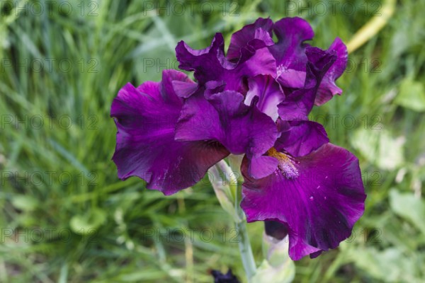 Beautiful iris flower with drops of water bloom in the garden. Close up, fragility and summer concept