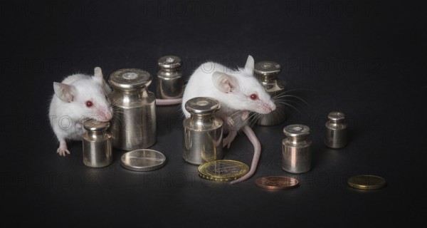 Two small white laboratory mice with weights and coins on a gray background. the concept of economic activity