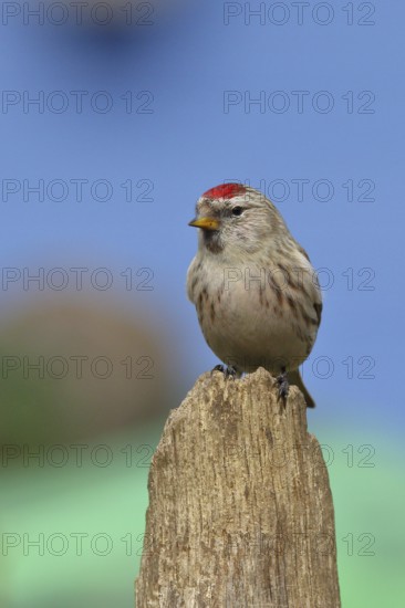 Common redpoll (Acanthis flammea) female, on a tree stump against a blue sky, North Rhine-Westphalia, Germany, Europe