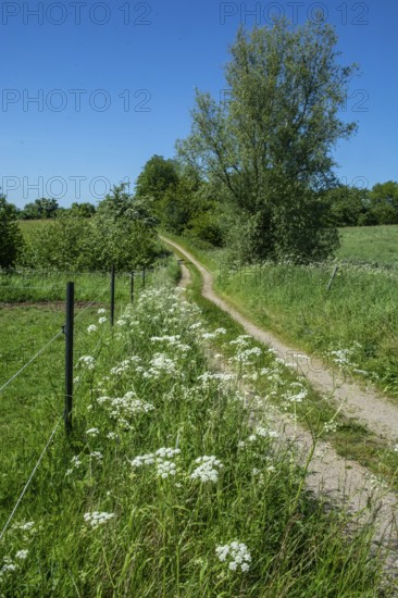 Small road through summery landscape at Stenberget, Skurup Municipality, Skåne County, Sweden, Scandinavia, Europe