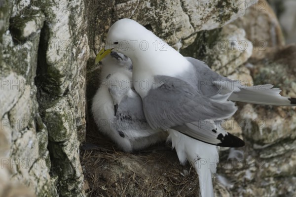 Kittiwake (Rissa tridactyla) adult bird with two juvenile baby chicks on a nest on a sea cliff ledge in the summer, Yorkshire, England, United Kingdom, Europe