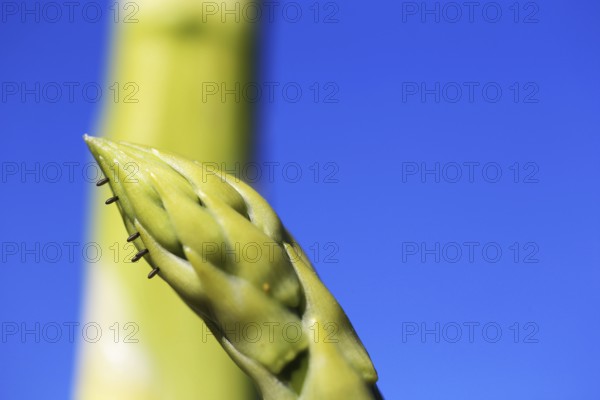 Close-up of green asparagus in the field