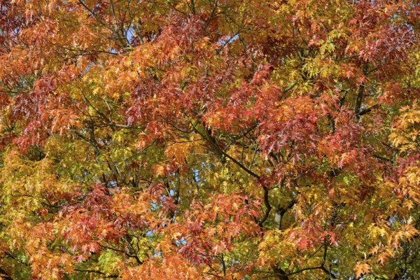 Deciduous tree, northern red oak (Quercus rubra), tree crown with autumn leaves, North Rhine-Westphalia, Germany, Europe