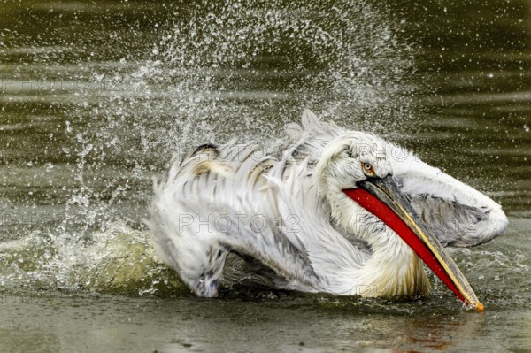 Dalmatian pelican (Pelecanus crispus), bathing, France, Europe