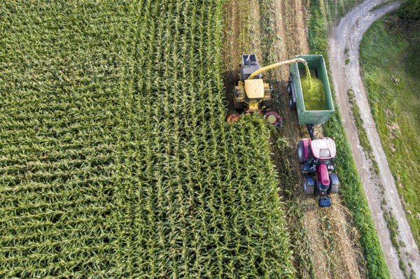 Maize harvest, combine harvester, chopper works its way through a maize field, the silage is pumped directly into a trailer, serves as cattle feed, Lower Rhine, Rees, North Rhine-Westphalia, Germany, Europe