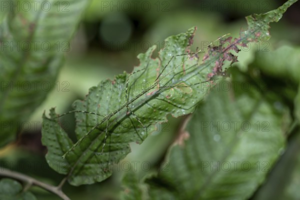 Green patterned stick insect (Phasmatodea) camouflaging itself on a leaf, Corcovado National Park, Osa Peninsula, Puntarena Province, Costa Rica, Central America