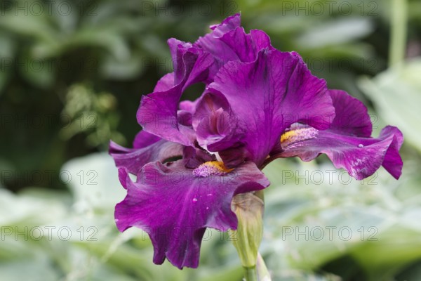 Beautiful iris flower with drops of water bloom in the garden. Close up, fragility and summer concept