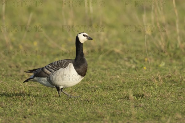 Barnacle goose (Branta leucopsis) adult bird on grassland, Suffolk, England, United Kingdom, Europe