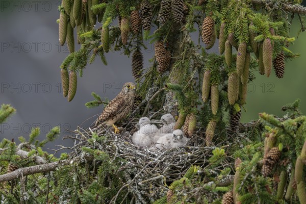 Common kestrel (Falco tinnunculus), female adult bird, bringing a mouse to the nest of young birds not yet ready to fly, Rhineland-Palatinate, Germany, Europe