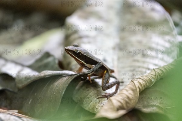 Warszewitsch's frog (Lithobates warszewitschi), small brown frog in foliage, in the tropical rainforest, Corcovado National Park, Osa, Puntarena Province, Costa Rica, Central America