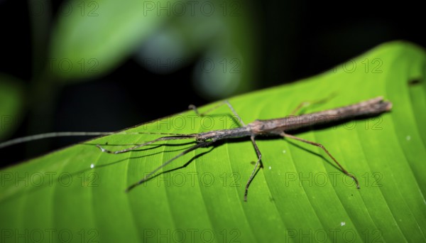 Stick insect (Phasmatodea) sitting on a leaf, at night in the tropical rainforest, Refugio Nacional de Vida Silvestre Mixto Bosque Alegre, Alajuela province, Costa Rica, Central America