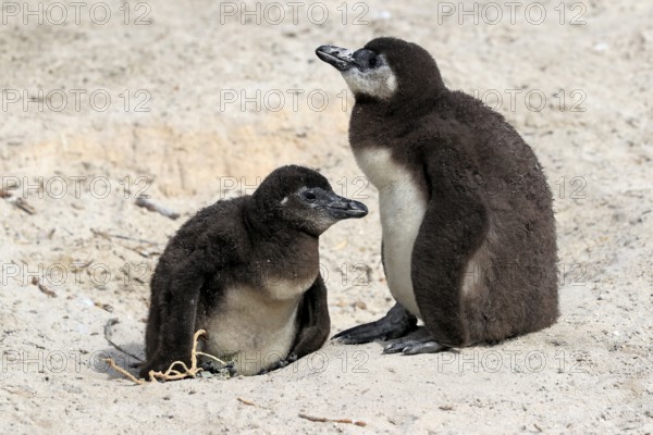 African penguin (Spheniscus demersus), two juveniles, Boulders Beach, Simonstown, Western Cape, South Africa, Africa