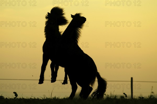 Islandic Horses at twilight, Icelandic ponies at twilight, Icelanders