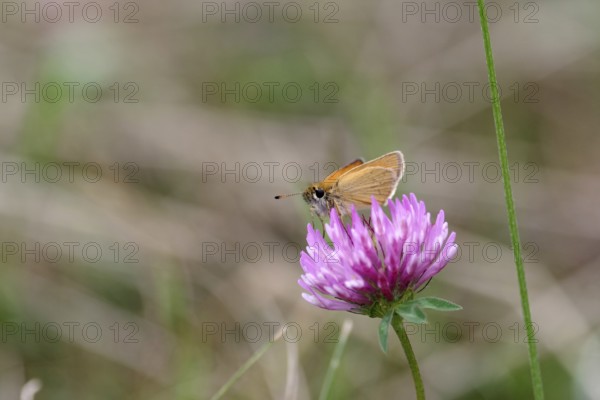 Essex skipper (Thymelicus lineola), Butterfly, Fritillary, Clover, Flower, Nature, The Brown Fritillary sucks nectar from the flower of Red Clover