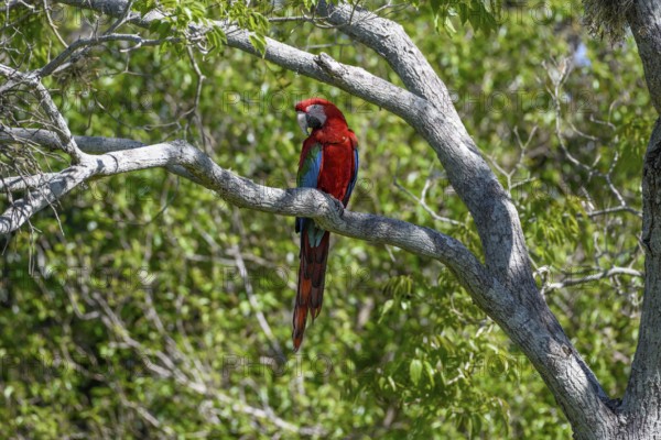 Red-and-green macaw (Ara chloroptera), Cambyretá, Esteros del Iberá, Corrientes Province, Argentina, South America