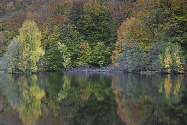 Beech trees showing autumn colours along pond in the Söderåsen National Park, Skåne, Scania, southern Sweden, Scandinavia