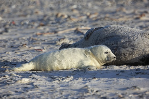 Grey seal, Dune Island Helgoland, Schleswig-Holstein, Germany, Europe