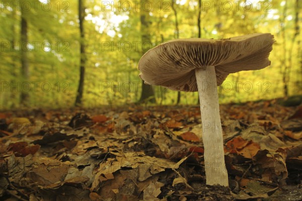 Large rettichfälbling (Hebeloma sinapizans), Forest, Environment, Bitter Fälbling, Flaky-stalked Radish Fälbling, Radish Fälbling, Fälblinge, Fälbling, Hebeloma, Schleierlingsartige, Cortinariaceae, Blätterpilze (Agaricales), Leaf fungus, Stand fungus, Mushroom, Bremthal, Eppstein, Taunus, Hesse, Germany, Europe