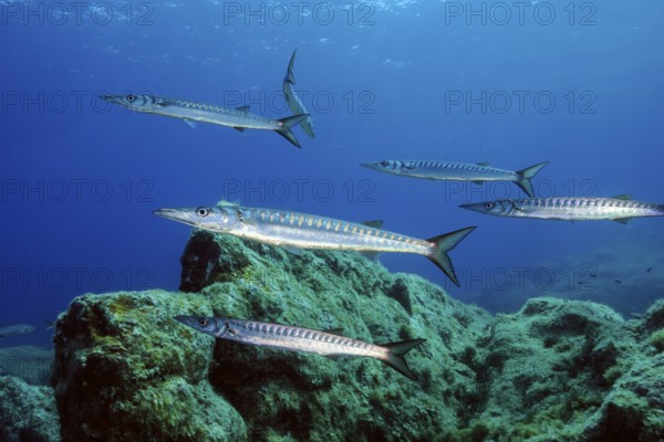 Small school of European barracuda (Sphyraena sphyraena) in marine protected area Area Marina Protetta Isola dell Asinara, Mediterranean Sea, Asinara Island, Sardinia, Italy, Europe