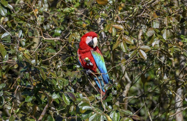 Red-and-green macaw (Ara chloroptera) eats, Cambyretá, Esteros del Iberá, Corrientes Province, Argentina, South America